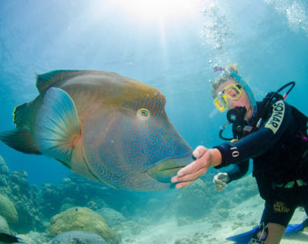 Great Barrier Reef - Magical Underwater World