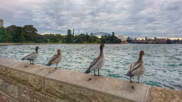 Sydney - All the duckies pooped while viewing the opera house :)