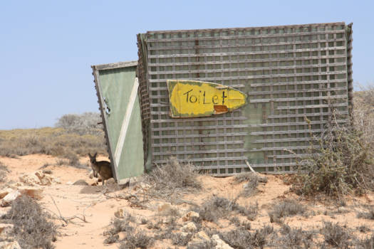 Western Australia - Skippy using the toilet