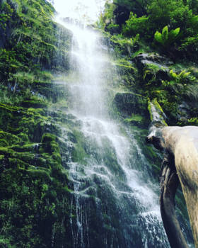 South Australia - Erskine Falls