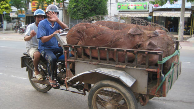 Queensland - Vietnam