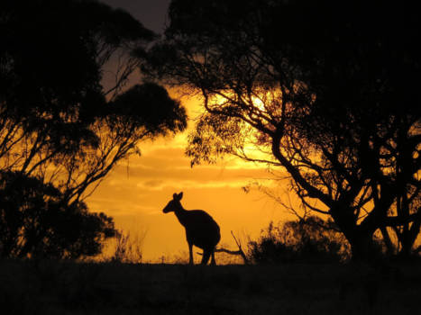 South Australia - Sunset with local 'Roo in Gawler Range