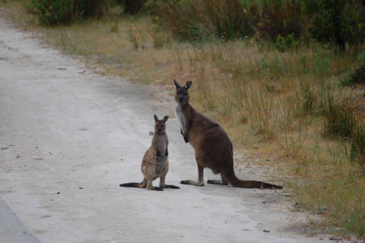 Kangaroo Island - Friendly locals on Kangaroo Island.