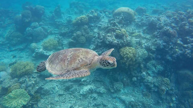 Great Barrier Reef - Snorkelen met een schildpad