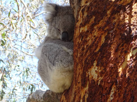 Victoria (Australië) - knuffelbeer