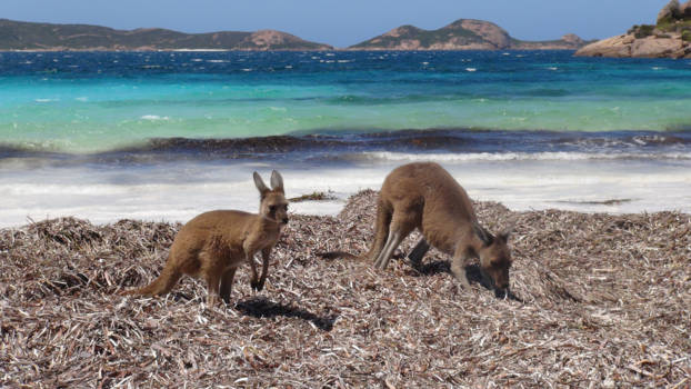 Western Australia - Kangaroos, Lucky Bay Esperance