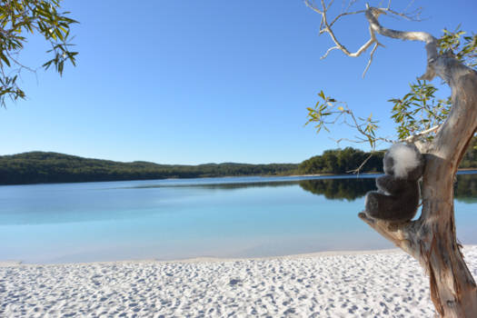 K'Gari (voorheen Fraser Island) - My travelmate Arthur the Koala @ Lake McKenzie