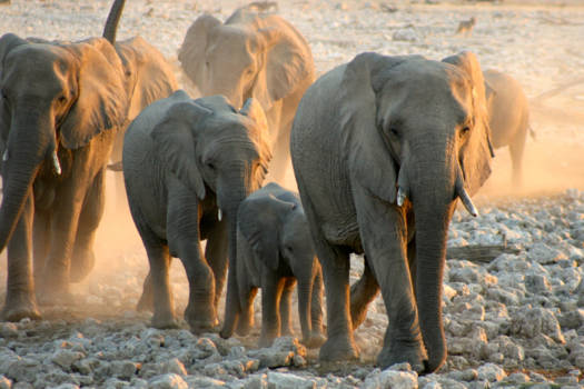 Western Australia - gouden uurtje namibie etosha