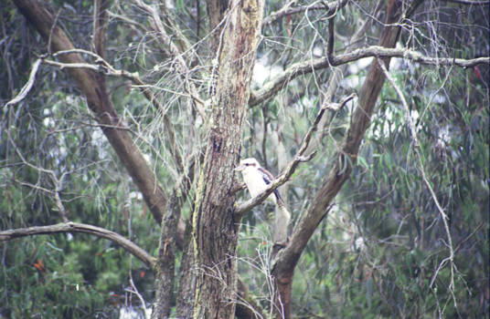 Victoria (Australië) - Kookaburra bij Forrest, Victoria, Australia.