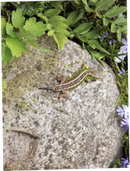 Victoria (Australië) - natuur