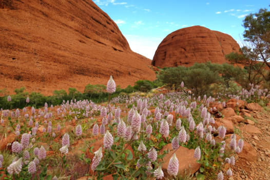 Uluru-Kata Tjuta National Park - Flowers of Kata Tjuta