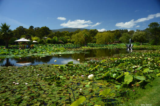Victoria (Australië) - waterlellie park yarra junction victoria