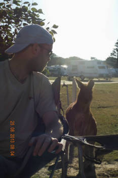 Victoria (Australië) - koekoek