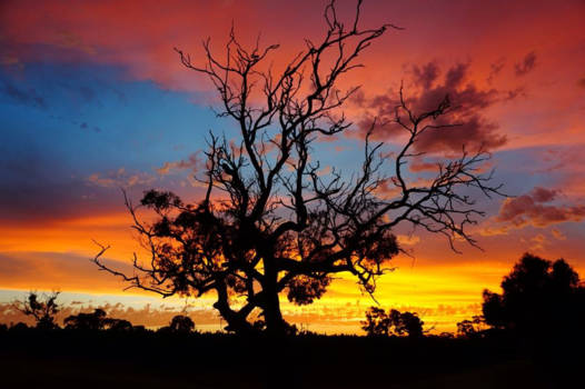 South Australia - Sunset at Langhorne creek