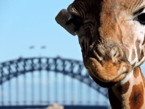 Sydney - Taronga Zoo vs Harbour Bridge (Sydney)