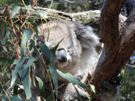 Victoria (Australië) - koala