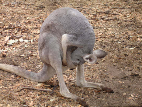 South Australia - Zoekt en gij zult vinden......