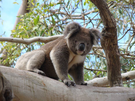 Victoria (Australië) - Met een beetje geduld, hier een prachtige wilde koala