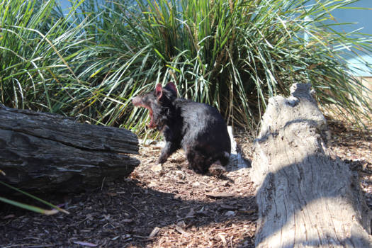 Tasmanië - Tasmanian devil