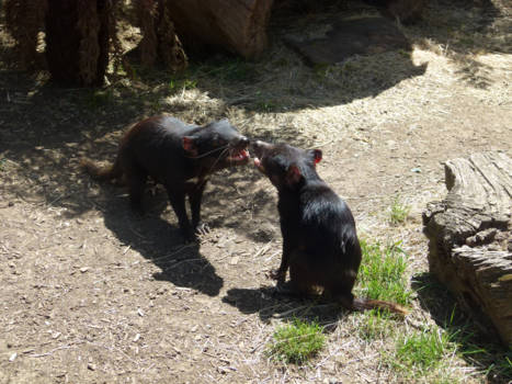 Tasmanië - Elkaar uitdagende Tasmaanse duivels (Tasmanian Devils)