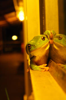 Western Australia - Welkomst-kikker bij lodge in Fitzroy Crossing