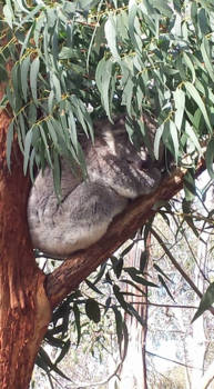 Victoria (Australië) - Relax modus...