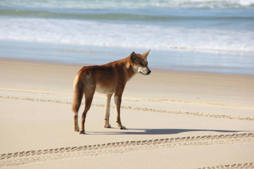 K'Gari (voorheen Fraser Island) - Dingo on Fraser Island