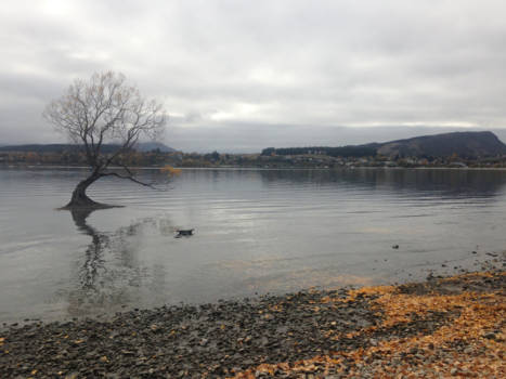 Byron Bay - The famous Wanaka Tree