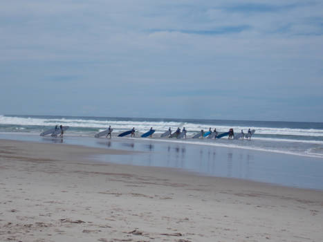 New South Wales - Surfbirds