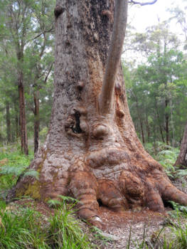 Western Australia - Grandma Tingle-the matriarch of the forest