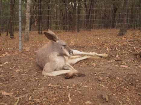 Gold Coast - Ik ver'kangoe'roer me niet