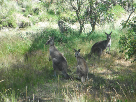 New South Wales - nieuwsgierig?