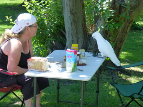 New South Wales - Hello