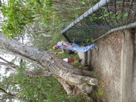 New South Wales - Strong Dutch Man