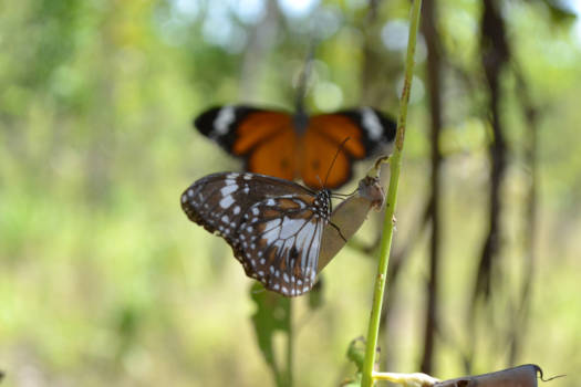 Darwin - Some beauty in the jungle