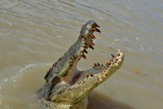 Darwin - Watch out! don't swim in the Adelaide river..!
