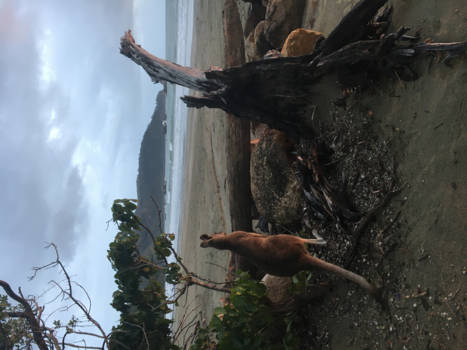 Queensland - Kangaroo on the beach - Cape Hillsborough