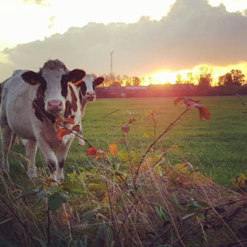 Highway 1 (Australië) - wij moooooeeee-sten gewoon doorwerken