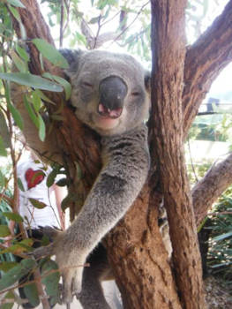 Sydney - Luie koala