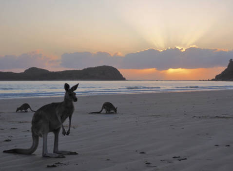 Queensland - Sunrise with the kangaroos - Cape Hillsborough