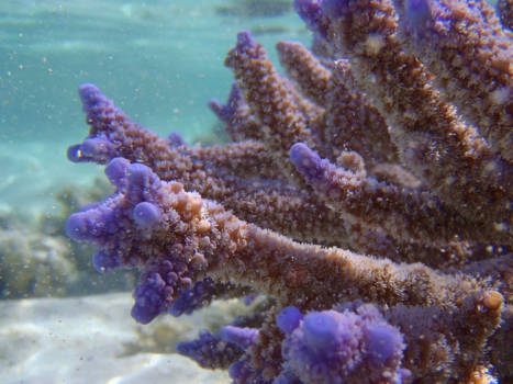 Great Barrier Reef - Coral close up