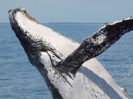 Hervey Bay Marine Park - Too close to fit in the screen