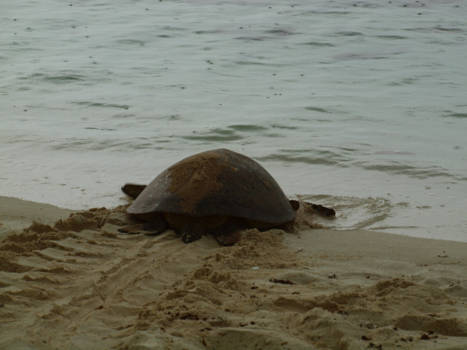 Queensland - Finished nesting