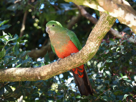Gold Coast - Lamington National Park - King Parrot