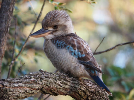 Queensland - Blue Winged Kookaburra