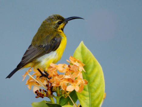 Whitsunday Islands - Sunbird