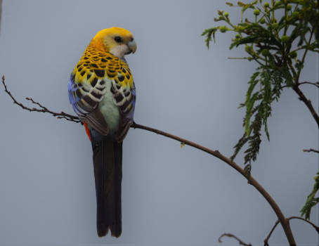 Queensland - Eastern Rosella