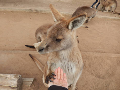 Tasmanië - "Nice to meet you too", first contact with Aussie wildlife