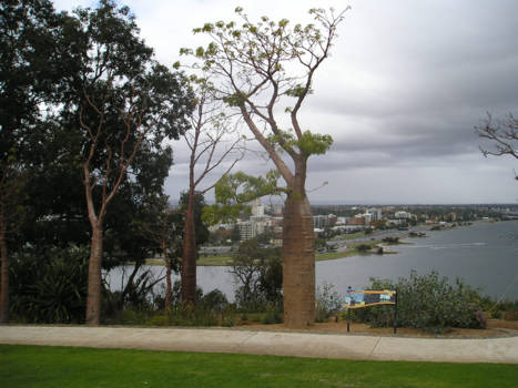 Western Australia - Giant Boabs near the beautiful city of Perth.