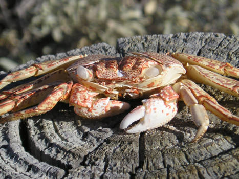 Western Australia - Near Nanutarra, Tropic of the Capricorn, Western Australia